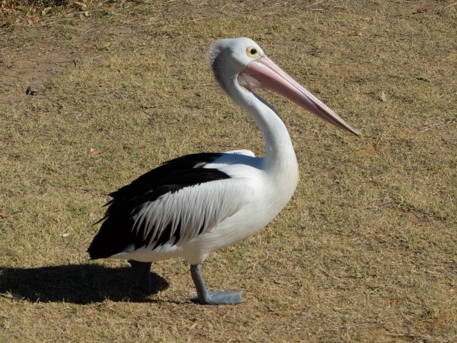 Pelican after a free (and easy) breakfast